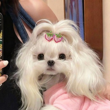 💕在臺出貨🔥寵物草莓髮夾帶鑽滿鑽小狗小型犬寵物可愛手工髮卡馬爾濟斯約克夏