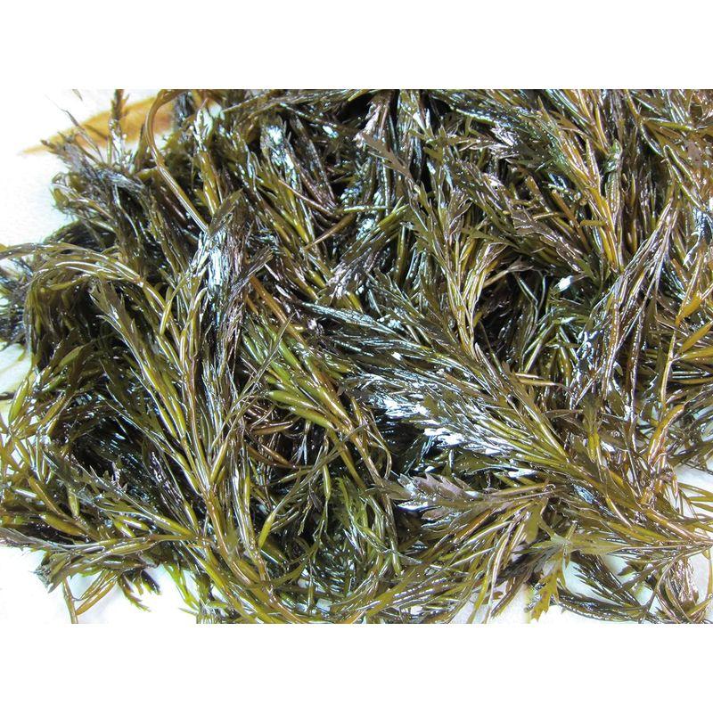 第三の海草 -新物- アカモク40食 40g×40個