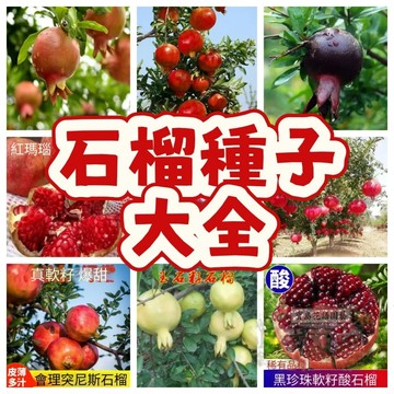 🌱石榴種子SLL 盆景石榴 陽台庭院種植 四季播種植 水果種子 矮化盆栽 地栽 耐寒耐熱 四季播種 多款石榴種子🌷