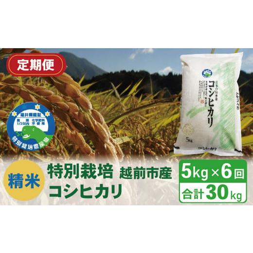 ふるさと納税 福井県 越前市 （令和5年度新米 精米）特別栽培 越前市産コシヒカリ 5kg×6回