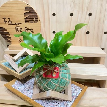 植蕨所在 圓葉山蘇 水苔球 水苔球植物  室內擺設 居家擺設