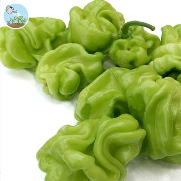 【超辣過癮】皺皮虎皮椒種子 料理用辣椒 炒菜超香 盆栽易種 豐產辣味足 食用辣椒 自家採收 料理必備 陽台種菜