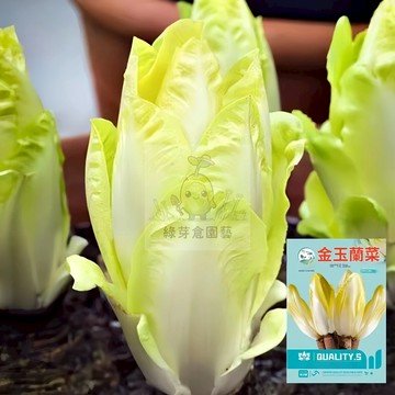 🌱【原裝蔬菜種子】金玉蘭菜 親測出芽率超85% 不挑土壤 生長勢快 早熟品種 易種植 高產四季田園庭院蔬菜種子