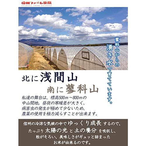  信州産 こしひかり 15kg（5kg×3） 令和3年産