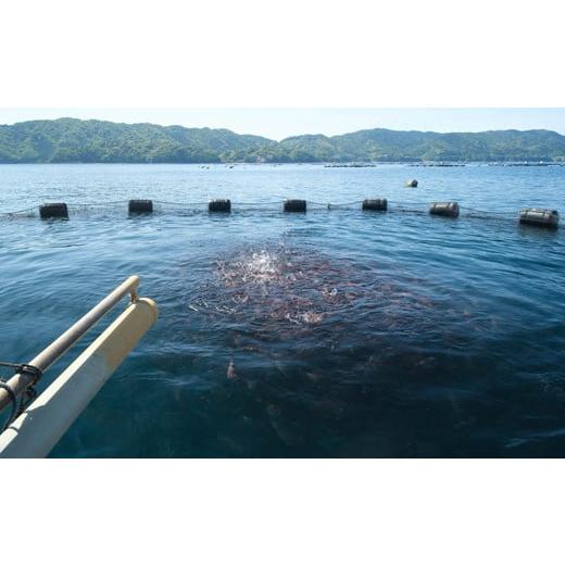 ふるさと納税 高知県 宿毛市 龍馬ぶりと龍馬鯛のづけ丼 食べ比べ6パックセット