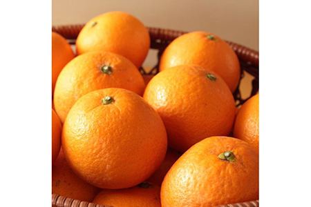 有田産清見オレンジ約10kg（サイズおまかせ・秀品）※2024年2月上旬～3月下旬頃に順次発送予定