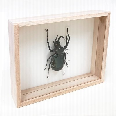 ^_^【標本】マルスゾウカブト　ペルー産　103.5ミリ　野外品 標本】マルスゾウカブト ペルー産 103.5ミリ 野外品 - メルカリ