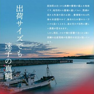 緊急支援 海鮮「真鯛の漬け丼の素」1食80g×5P＋「マグロの漬け丼の素」1食80g×5P《迷子の真鯛を食べて応援 養殖生産業者応援プロジェクト》応援 惣菜 冷凍 保存食 小分け 高知 海鮮丼 一人暮