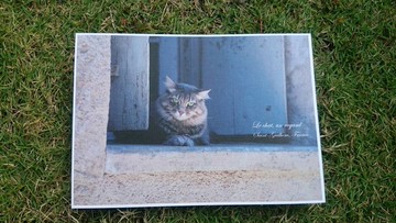 歐洲小日子明信片 貓  一種注視