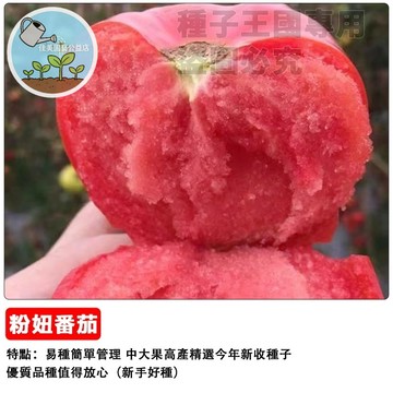 粉妞番茄種子 玫瑰番茄 粉色小番茄 水果番茄 高甜品種 陽台盆栽 家庭菜園 生食聖品 沙拉食材 好種易活 台灣現貨種子