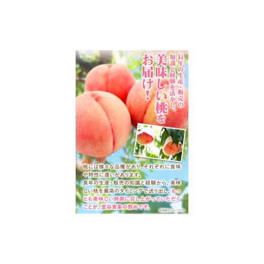 ふるさと納税 和歌山県 紀の川市  あら川の桃 約3kg 8-11玉 室谷青果 《2024年6月下旬-8月中旬頃より順次出荷》 和歌山県 紀の川市