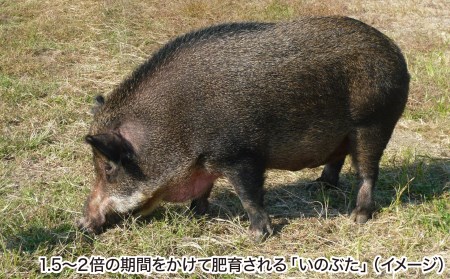 金猪豚 バラ スライス 500ｇ