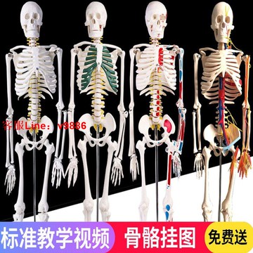【最低價】【公司貨】45 85 170cm人體骨骼模型骨架人體模型成人小白骷髏教學脊椎全身