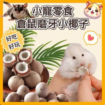 （台灣現貨）倉鼠小椰子 小動物小椰子 迷你小椰子 磨牙零食 倉鼠零食 點心 黃金鼠 松鼠 蜜袋鼯 倉鼠磨牙玩具 倉鼠椰子