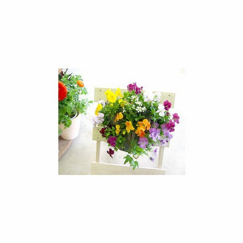 ビオラのハンギングバスケット 寄せ植え レインドロップ シンプル 今から初夏まで ハンギング 寄せ植え 秋 春 冬 ギフト 花 フラワー プレゼント 寄植え 通販 Lineポイント最大get Lineショッピング