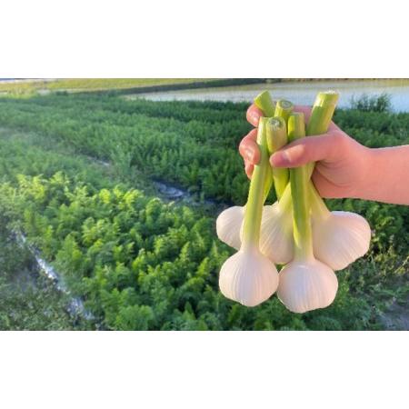 ふるさと納税 季節の野菜セット 岐阜県海津市