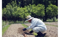 『定期便全3回』栽培期間中に農薬不使用の生姜200gと旬の野菜詰め合わせ10～13品目 旬の野菜 定期 生姜 野菜 健康 詰め合わせ セット 採れたて おいしい 美味しい 自然 新鮮 故郷納税 ふるさとのうぜい 返礼品 高知県 高知 36000円