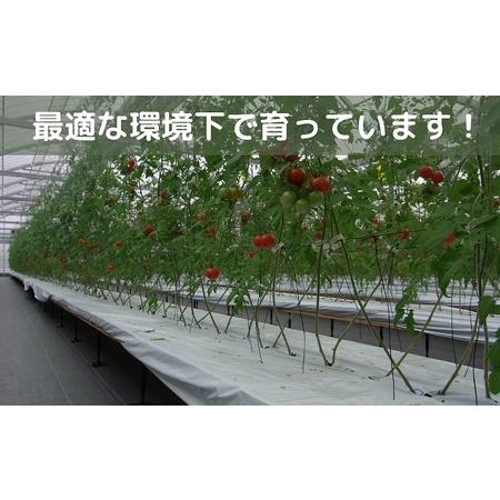 ふるさと納税 井下とまと園の完熟フルーツトマト 約1kg 香川県観音寺市