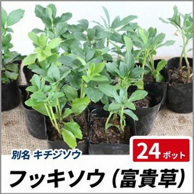 フッキソウ 24ポットセット 常緑 苗 グランドカバー 日陰 富貴草 吉事草 通販 Lineポイント最大1 0 Get Lineショッピング