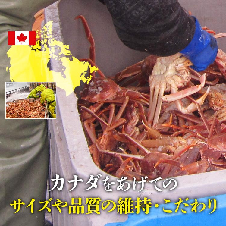 ボイル済み 姿ずわい蟹 2尾 セット約1.1kg(1kg〜1.2kg) 高級カナダ産 大サイズ ズワイガニ 冷凍便 ギフト