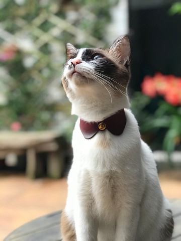 【小圓領頸圈】植鞣革/ 貓咪項圈/ 客製化燙印名字