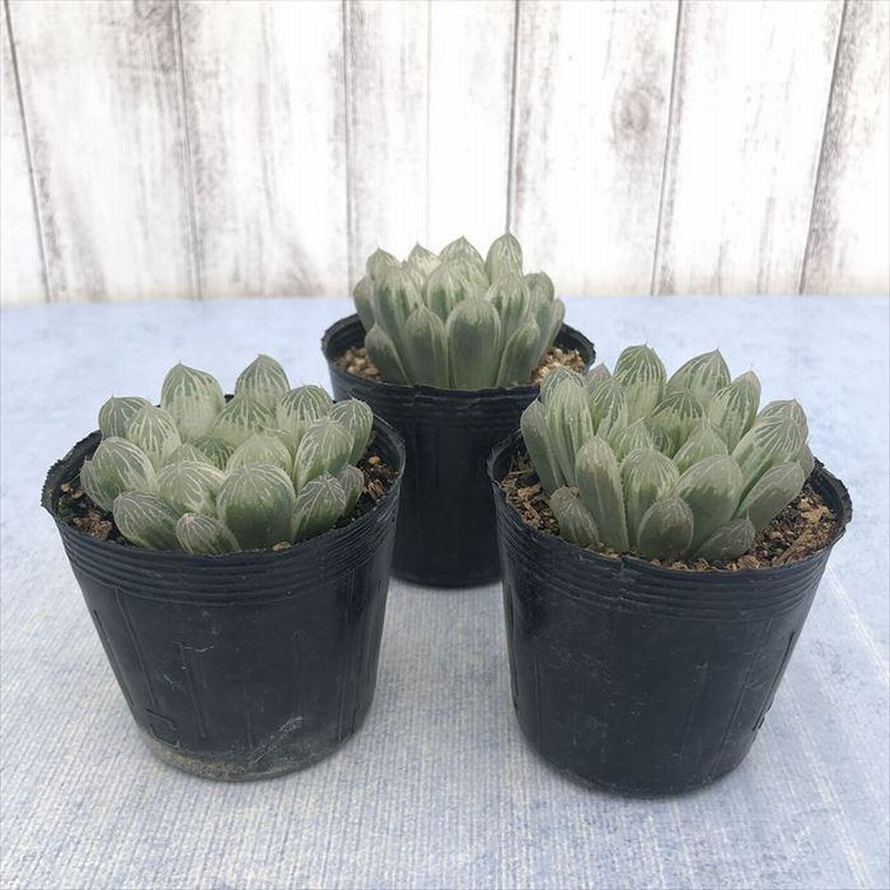 多肉植物 ハオルチア ピリフェラ錦 7.5cmポット 観葉植物