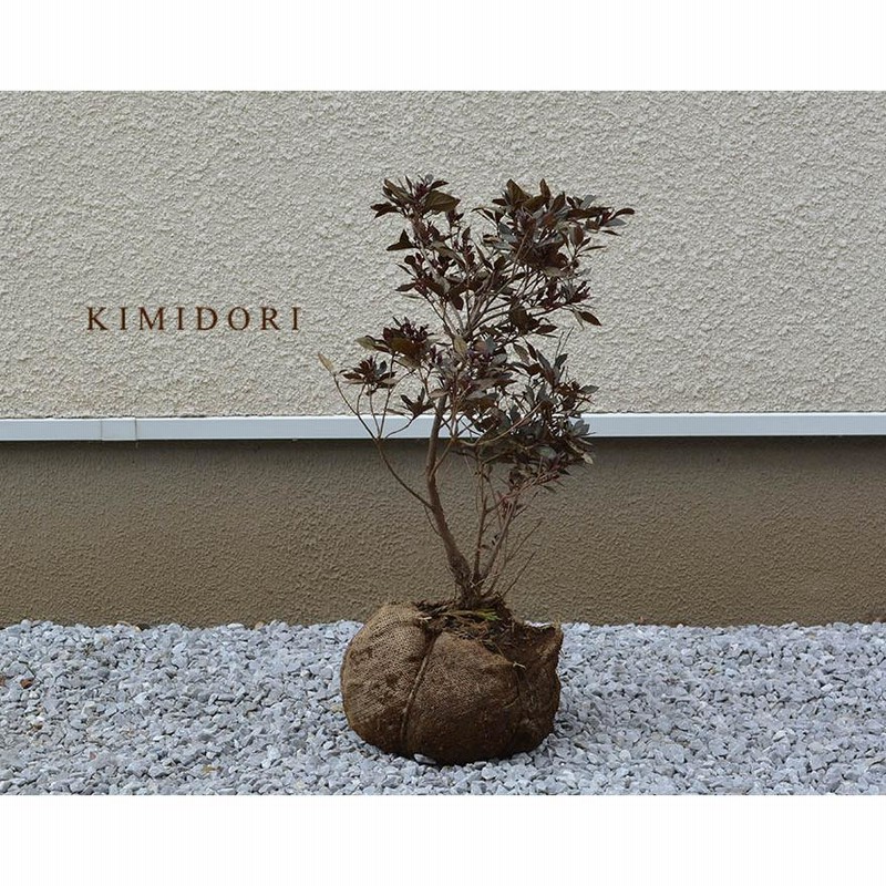 キバツツジ(鉢ごと) キバツツジ(鉢ごと)