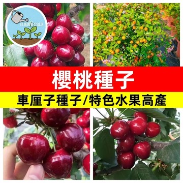 【台灣果苗】櫻桃種子 車厘子 大櫻桃 水果種子 盆栽觀賞 果樹苗 栽種DIY 居家園藝 種植樂趣 新手入門 家庭農場