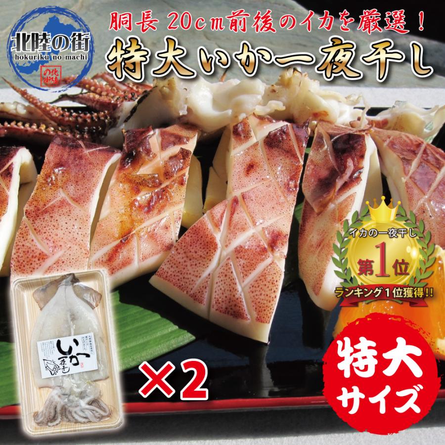 特大いか一夜干し１尾入り２パック 胴長２０cm 前後 大型イカ ふっくら肉厚 職人技 旨味あふれる 海鮮 イカ いか 一夜干し 大きい