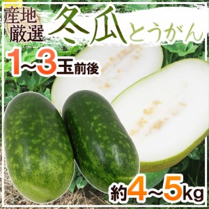 ”冬瓜（とうがん）” 1～3玉前後 約4～5kg トウガン 加茂瓜 送料無料