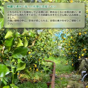 ふるさと納税 EA6024n_完熟 レモン 7kg 皮までご使用いただける低農薬栽培! 和歌山県湯浅町