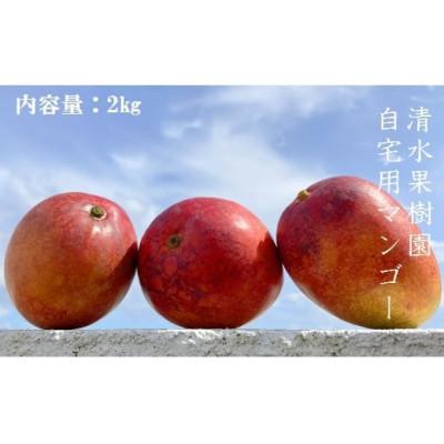 ふるさと納税 伊仙町 清水果樹園の自宅用マンゴー約2kg