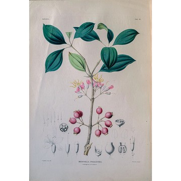 酸腳杆屬 Medinilla Polyantha- 植物圖鑑 - 版畫