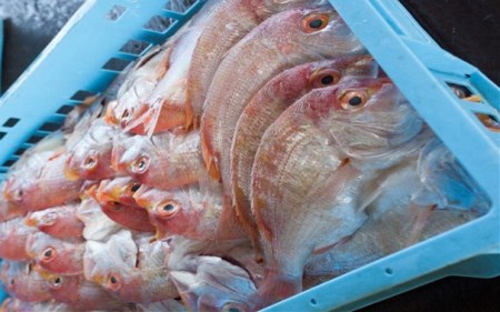 元漁師が手掛ける厳選干物 3種（連子鯛、カツオ、カマス）合計32枚