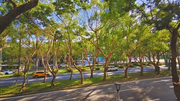 新!仁愛鑽石正面林蔭豪邸☆住商張正順｜台北市大安區仁愛路四段