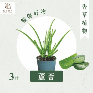【拈花微笑】蘆薈｜3吋｜香草植物｜食用植物｜調味料｜泡茶飲用｜沙拉｜甜點｜藥用｜精油｜觀賞