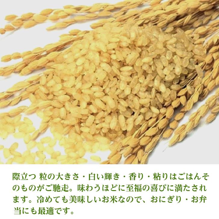 米  お米 はえぬき5 kg 無洗米 Ａ米 1等米  山形産 ごはん つきたて ごはんの炊き方 お米の選び方 ブランド米