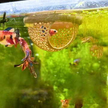 洛陽牡丹 洛陽牡丹AMZ 水族館浮式貝達魚皮、貝達或養蝦器、洞穴和吊床、小魚餵食環、水族館隱藏餵食裝飾配件