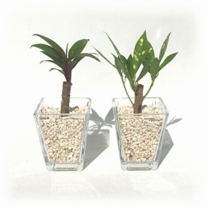 スクエアベースs サンゴ砂 おまかせ２鉢セット ハイドロカルチャー ミニ観葉植物 通販 Lineポイント最大1 0 Get Lineショッピング
