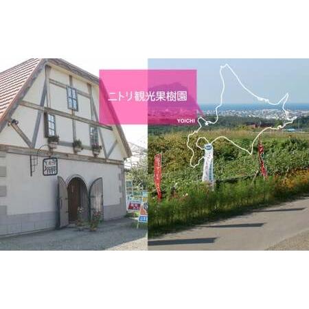 ふるさと納税 2024年発送令和6年産 甘さとジューシーさがたまらない さくらんぼ 紅秀峰 L〜2L 800g フルーツ王国余市産 バラ詰め 20.. 北海道余市町