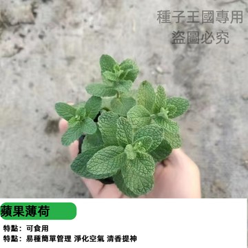蘋果薄荷種子 台灣現貨 香草植物 可食用盆栽 室內陽台好種植 療癒香氛 貓薄荷同屬 清涼茶飲  易活四季種子包