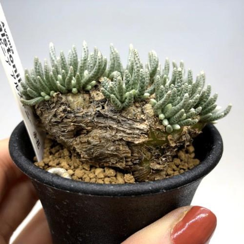 塊根植物：アボニア アルストニー うつぼ錦 赤花*葉幅7.5cm 現品！一品