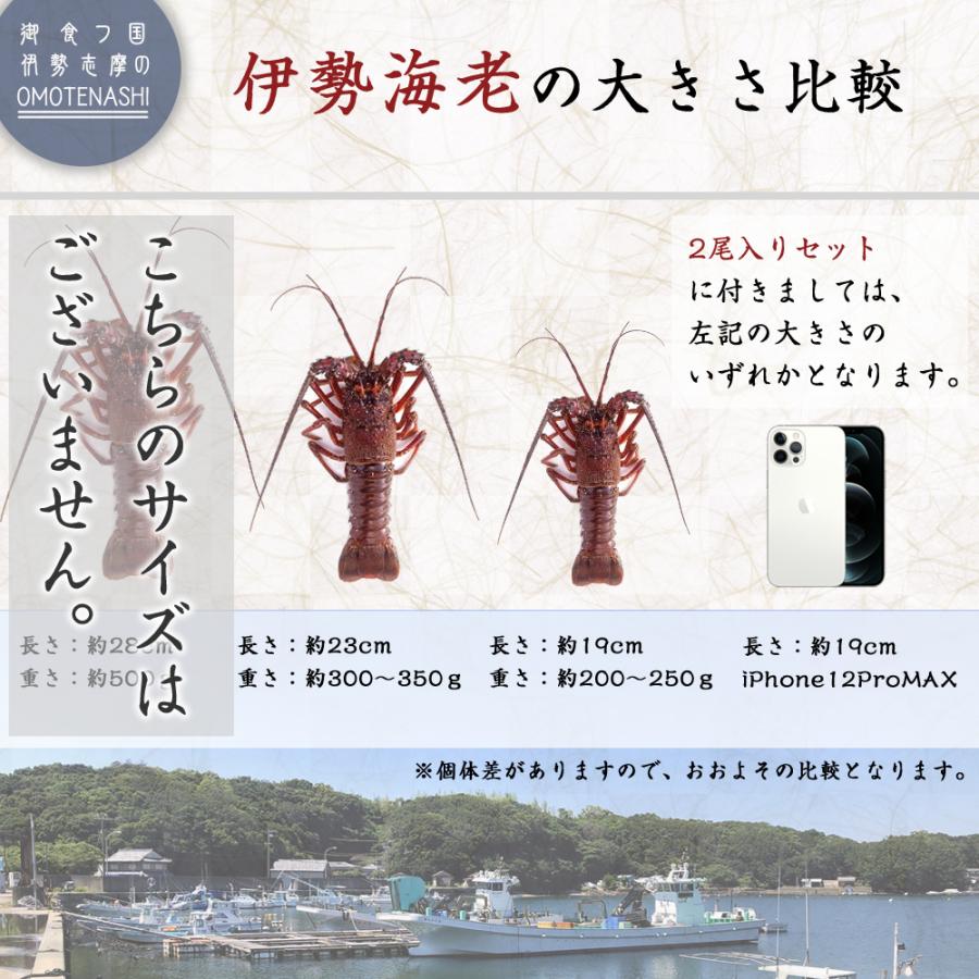 伊勢海老 三重県 伊勢志摩産 《約500g 2尾》 活き 伊勢エビ 刺身 産地直送 天然 伊勢えび 三重県産 伊勢志摩直送 お中元 お歳暮 ギフト 送料無料