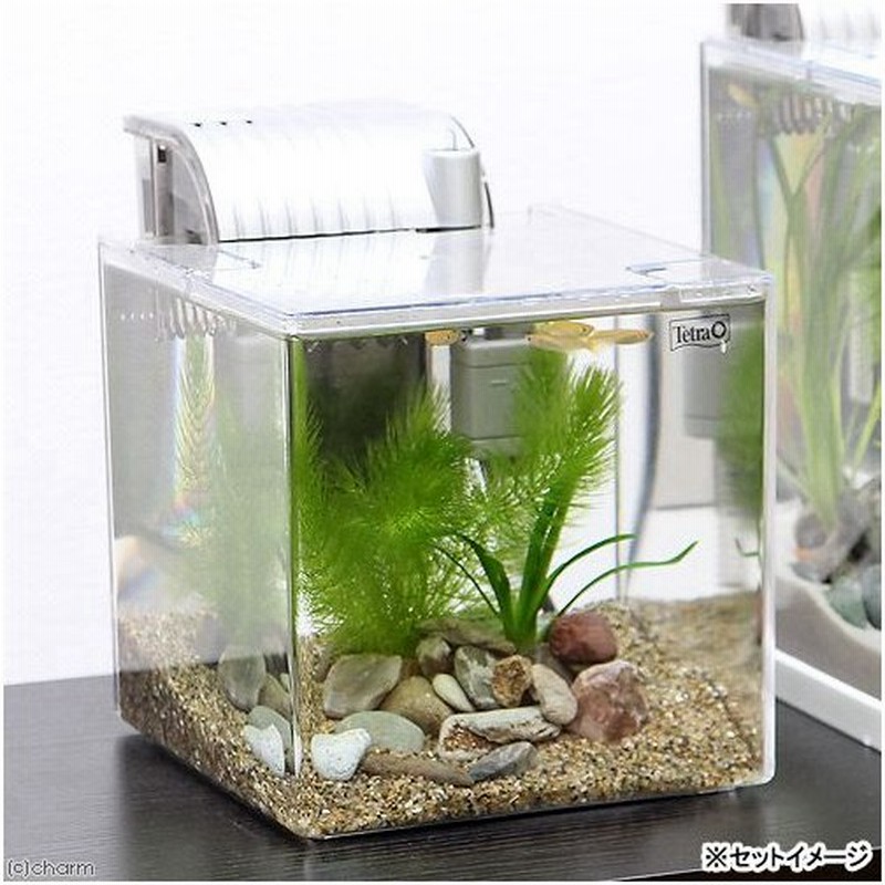 めだか プラ水槽で本格的メダカ飼育セット ｓｆ １７ｋｆ ヒメダカ付 説明書付 本州四国限定 通販 Lineポイント最大0 5 Get Lineショッピング