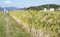 播州手延そうめん「むらさきの舞」300g(6束)×6袋 (H-18)