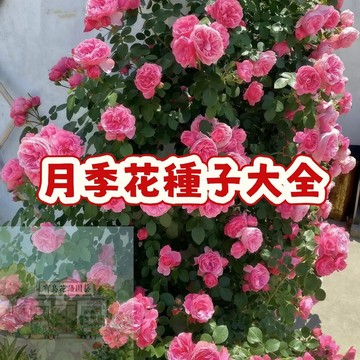 🌹🌹（月季花種子大全）爬藤月季 發芽率高 開花爆香 花期長 庭院室內花園盆栽 新手易種易活 #花卉種子