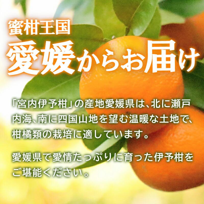  フルーツ 愛媛県産 宮内伊予柑 2Lサイズ 18玉詰 (約 5kg) ＜JAえひめ中央＞ いよかん 青果 果物 内祝い ギフト 送料無料 EH004