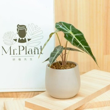 【拈花x研植】諾比觀音蓮│3.5吋水泥盆│窗邊植物│新手植物│淨化空氣│招財植物│觀葉植物│質感盆栽