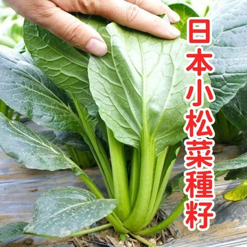 日本小松菜種籽 台灣稱呼小油菜種子或油菜仔 家庭盆栽蔬菜 四季可種 快速採收 耐熱耐寒 有機栽培 新手友善陽台菜園