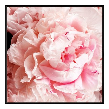 菠蘿選畫所 掛畫 古典牡丹 60x60cm 黑色畫框 BFFB6659B  60 x 60cm  黑色
